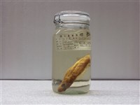 藏品(日本仙女魚)的圖片